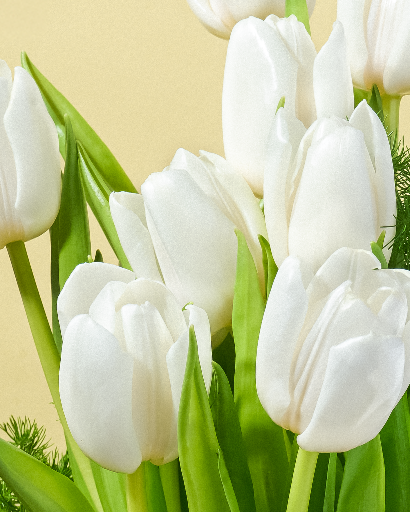 Snow Tulip Luxe
